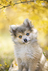 Pomsky
