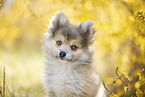 Pomsky