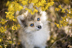 Pomsky