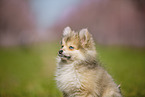 Pomsky
