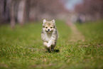 Pomsky