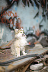 Pomsky
