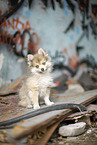 Pomsky