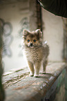 Pomsky