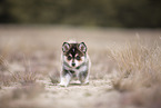 Pomsky