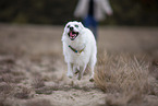 Pomsky