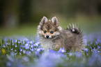 Pomsky