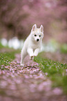 Pomsky