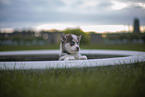 Pomsky