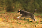 Pomsky Puppy