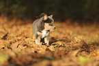 Pomsky Puppy