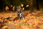 Pomsky Puppy