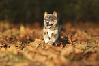 Pomsky Puppy