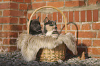 Pomsky Puppy