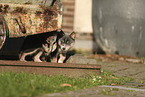 Pomsky Puppy