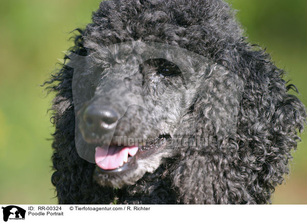 Pudel / Poodle Portrait / RR-00324