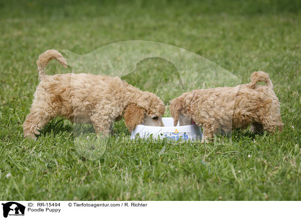 Poodle Puppy / RR-15494