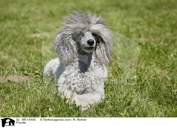 Silberpudel / Poodle / RR-15498