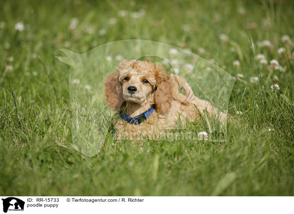Pudel Welpe / poodle puppy / RR-15733