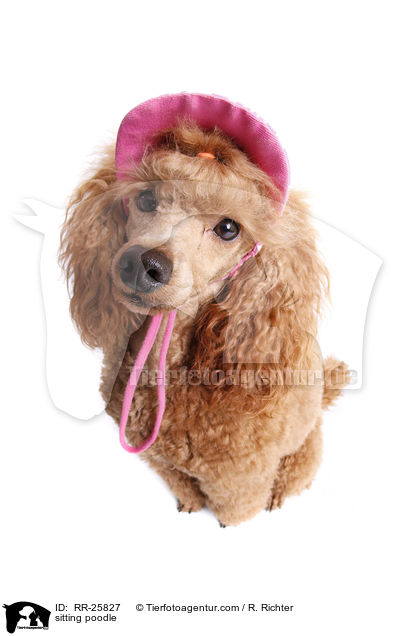 sitting poodle / RR-25827