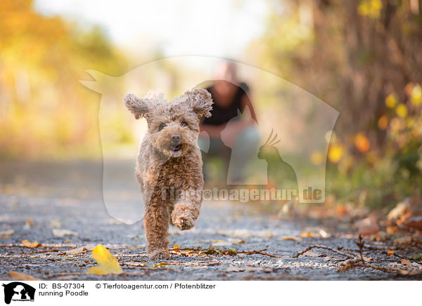 running Poodle / BS-07304