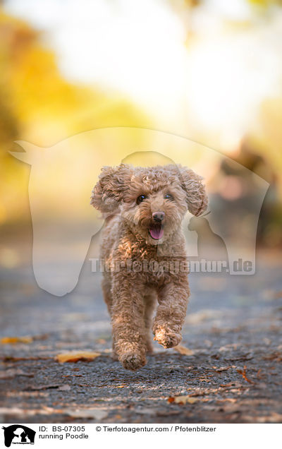running Poodle / BS-07305