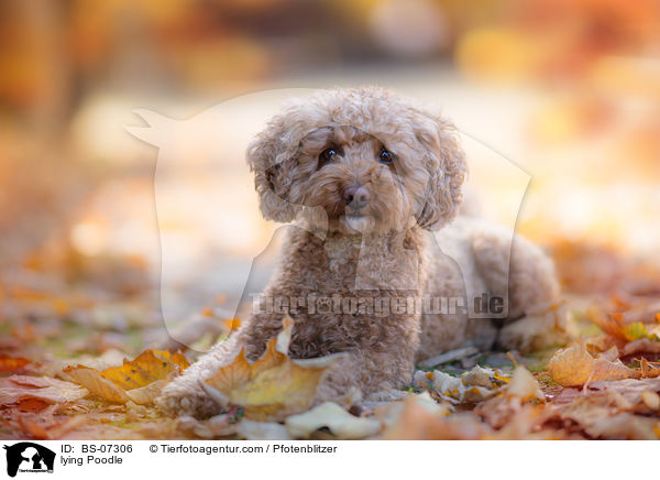 lying Poodle / BS-07306