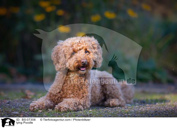 lying Poodle / BS-07308