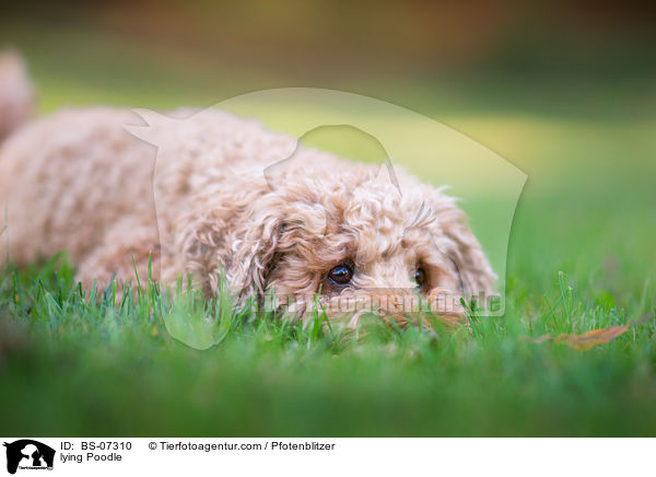 lying Poodle / BS-07310