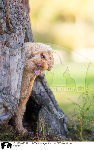 Poodle / BS-07312