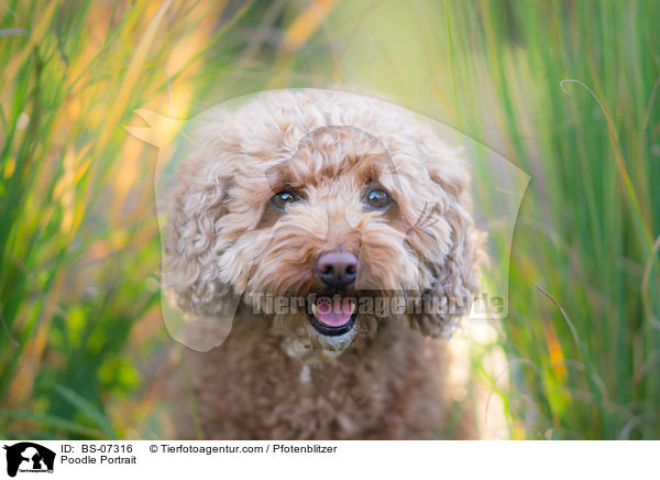 Poodle Portrait / BS-07316