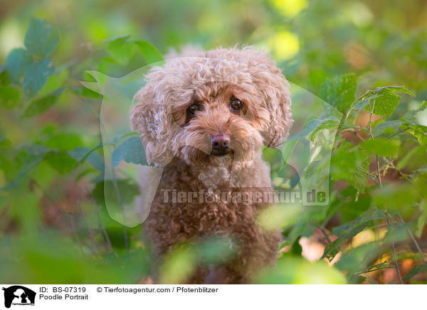 Poodle Portrait / BS-07319