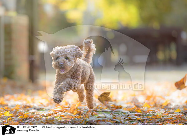 running Poodle / BS-07321
