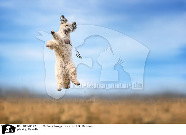 playing Poodle / BDI-01215