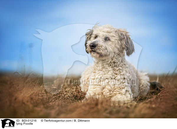 lying Poodle / BDI-01216