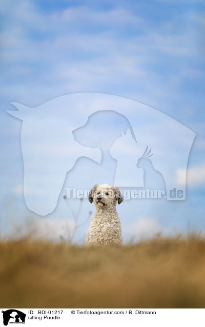 sitting Poodle / BDI-01217