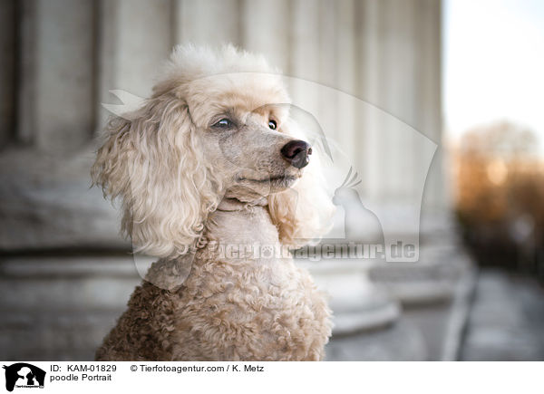 Pudel Portrait / poodle Portrait / KAM-01829