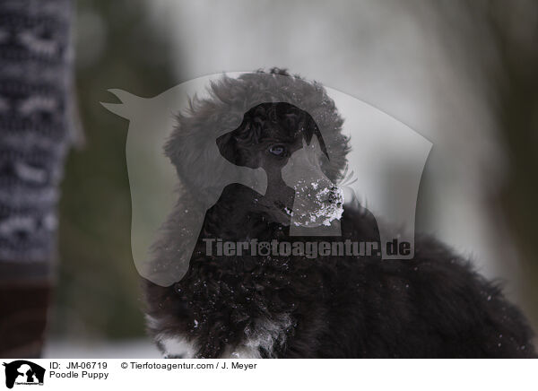 Pudel Welpe / Poodle Puppy / JM-06719