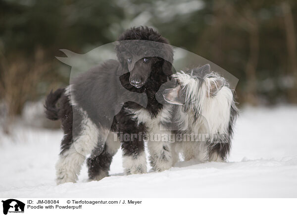 Poodle with Powderpuff / JM-08084