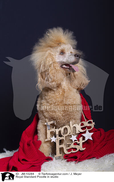 Kleinpudel im Studio / Royal Standard Poodle in studio / JM-10284