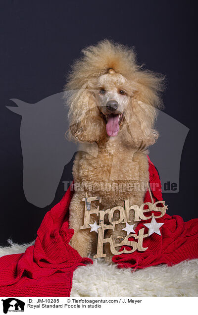 Royal Standard Poodle in studio / JM-10285