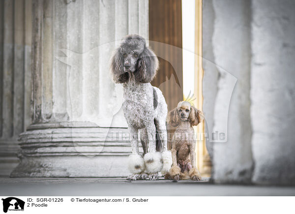 2 Poodle / SGR-01226