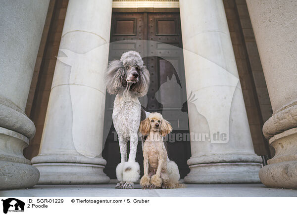 2 Pudel / 2 Poodle / SGR-01229