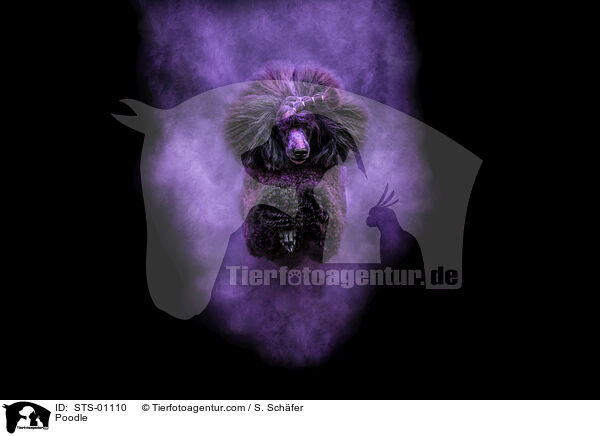 Poodle / STS-01110