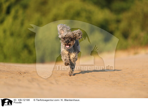 Poodle / KB-12196