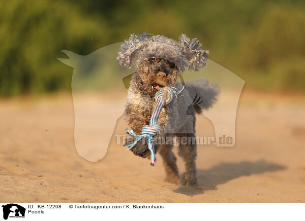 Poodle / KB-12208
