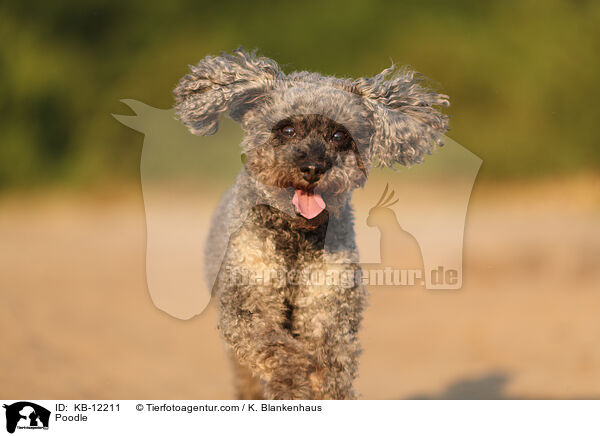 Poodle / KB-12211
