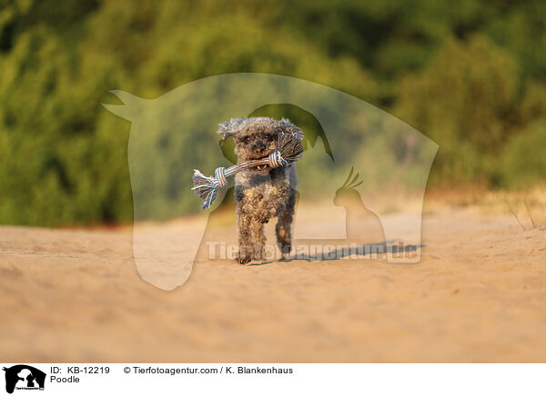 Poodle / KB-12219