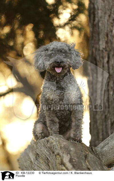 Pudel / Poodle / KB-12230
