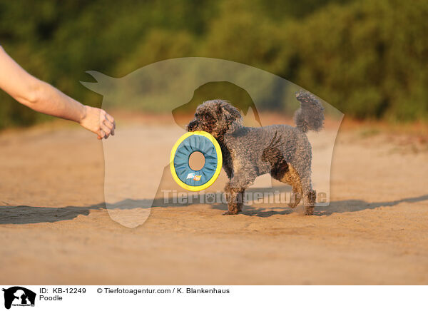 Pudel / Poodle / KB-12249
